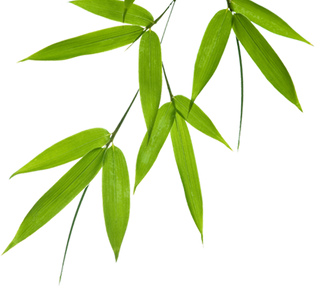 Organic Bamboo Leaves