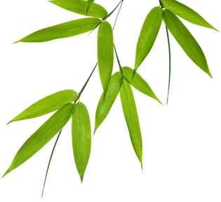 Organic Bamboo Leaves